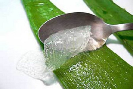 4937777_aloevera (450x303, 50Kb)