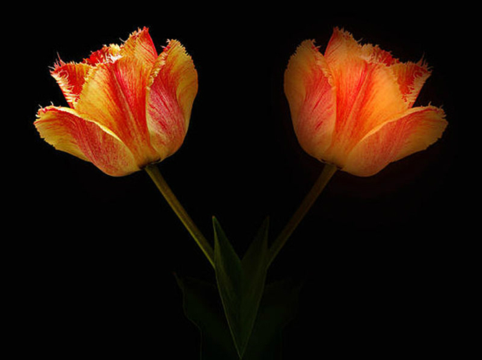 598 (700x523, 171Kb)