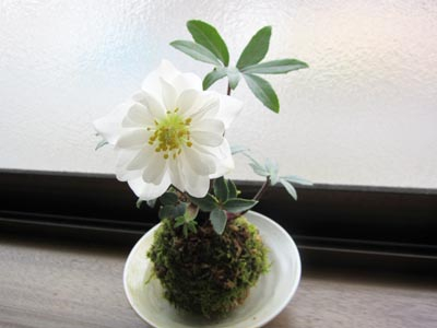 kokedama120307 (400x300, 86Kb)