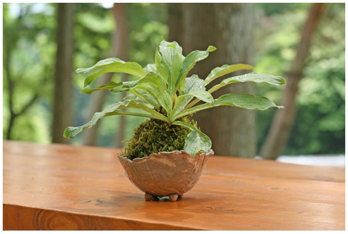 kokedama_4 (508x342, 156Kb)