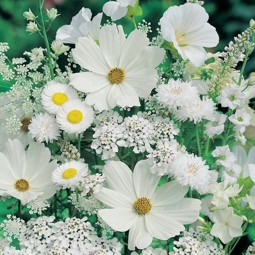 c3f1cc5c8f6c2b32ec4f339dcf64401f_b (500x500, 222Kb)