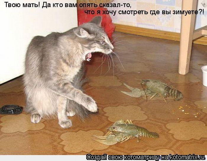 4326608_1290361898_1290149466_kotomatrix_40 (700x547, 71Kb)