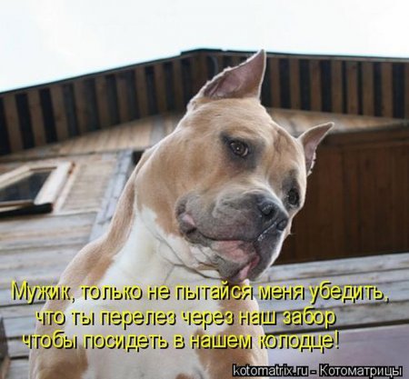 4326608_1306515136_kotomatrix_10 (450x417, 41Kb)