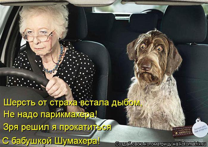 4326608_kotomatritsa_hq (700x495, 75Kb)