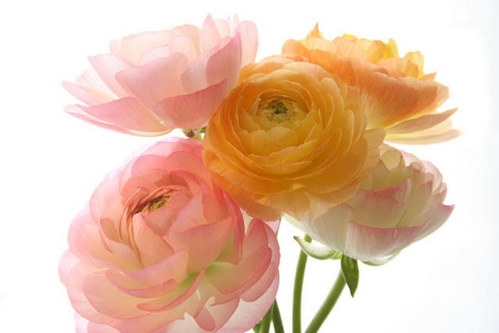 ranunculus3 (700x468, 146Kb)