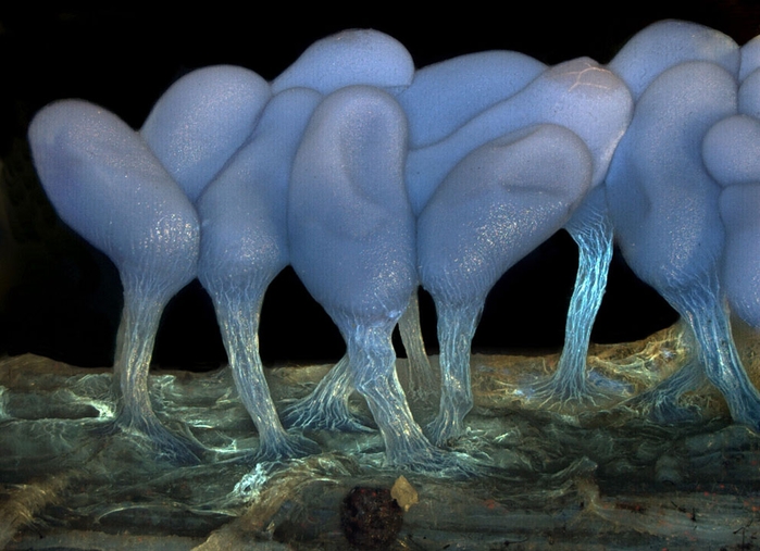 micro07 (700x507, 242Kb)