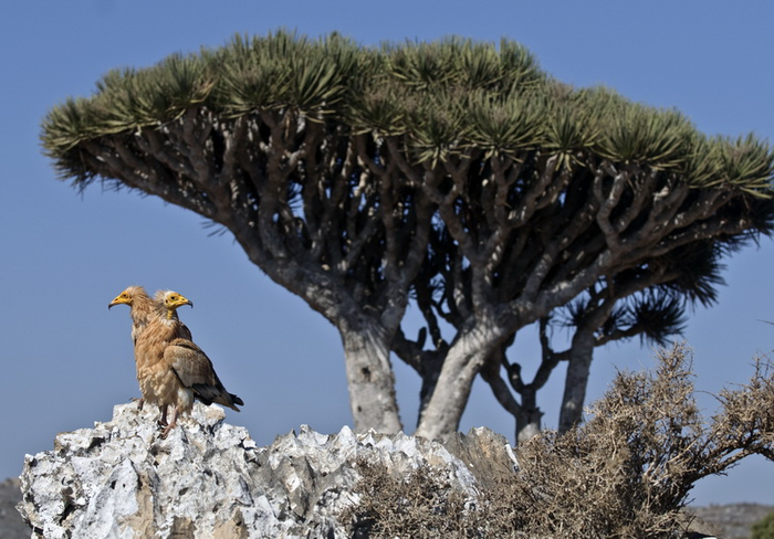 1342595203_socotra_03 (700x488, 348Kb)