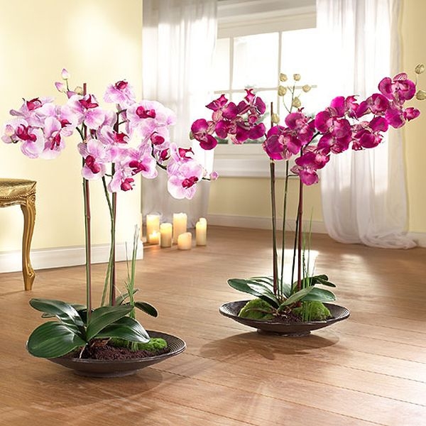Освещение для домашних орхидей
