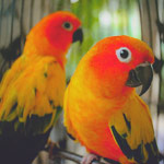 2245788_2f604355e646 (150x150, 11Kb)