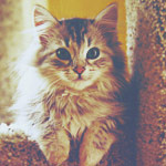 2245788_94025340_large_tumblr_m6ni2 (150x150, 13Kb)