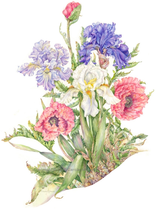 CA1 Flag Iris and Poppies (518x700, 205Kb)