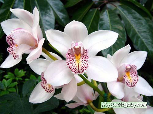 orhideya (500x375, 32Kb)