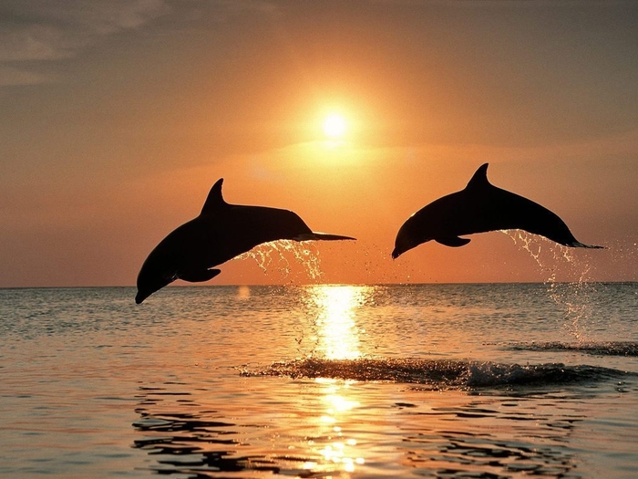 dolphins-jumping (700x525, 258Kb)