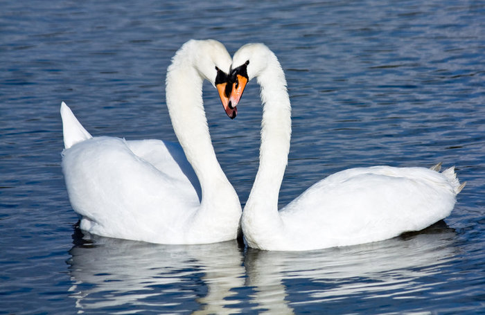 3166706_Swans_Heart_by_DavidPenney (800x533, 74Kb)