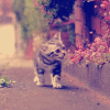 cat (100x100, 90Kb)