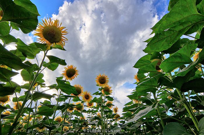 DSC_0611-Edit-2 (700x464, 512Kb)