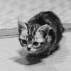cati (100x100, 198Kb)