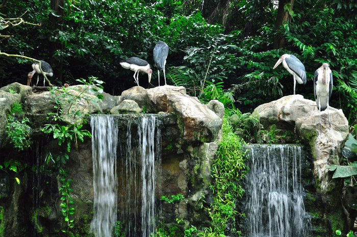 jurong-bird-park (700x465, 542Kb)