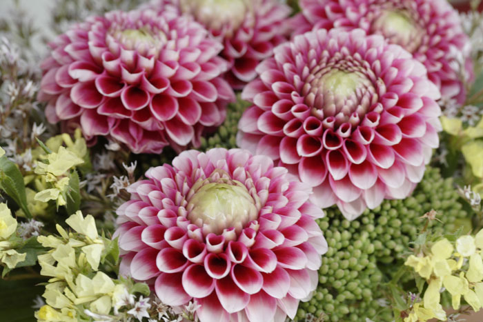 Dahlia_Bouquet (700x467, 124Kb)