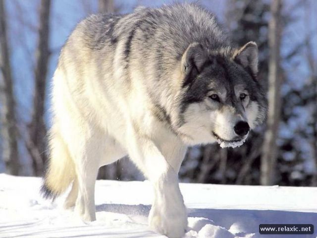 1375273419_Wolfs_045 (640x480, 44Kb)