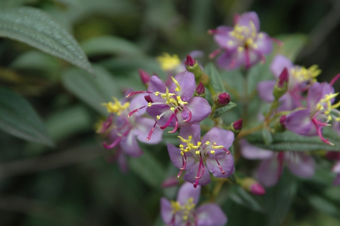 137186283_ace02a93bf_bTibouchina (700x465, 169Kb)