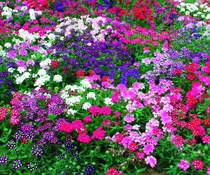 Вербена фото цветов на клумбе многолетняя