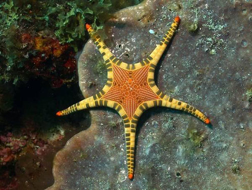 starfish04 (500x376, 89Kb)