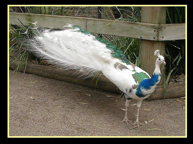 92559925_img45 (640x480, 308Kb)