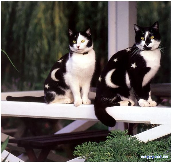 1252838062_bodiart2 (600x568, 231Kb)