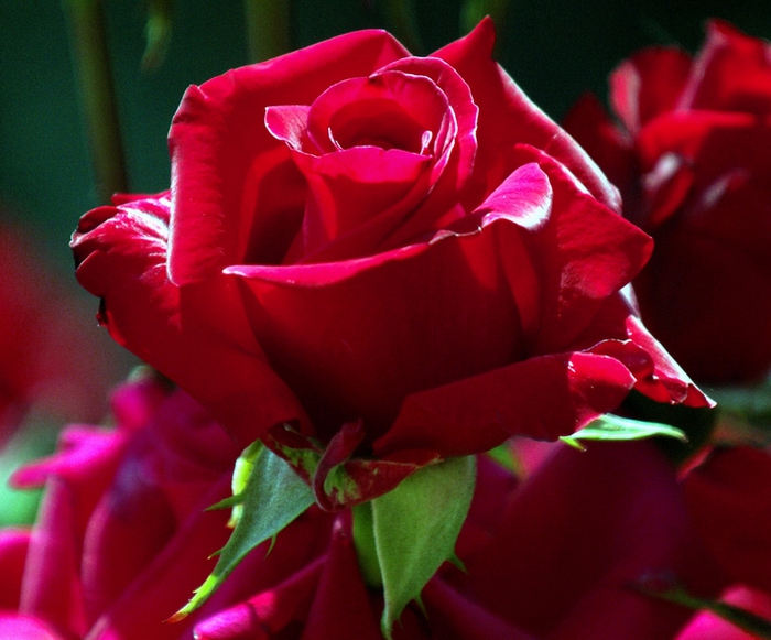 72016415_71726905_511305473_743d4fa18e_o (700x581, 274Kb)