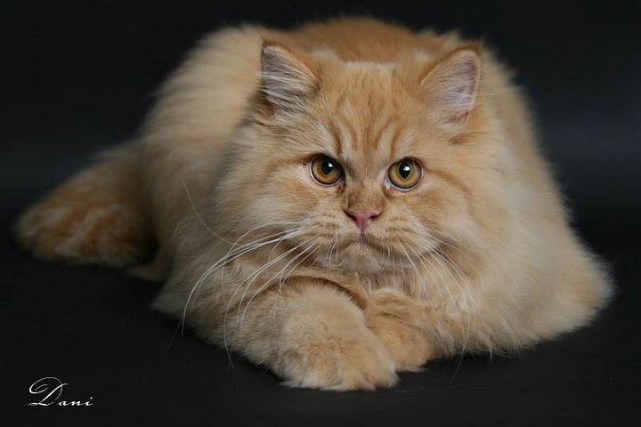 http://img1.liveinternet.ru/images/attach/b/4/103/763/103763811_large_5177462_orangepersian6.jpg