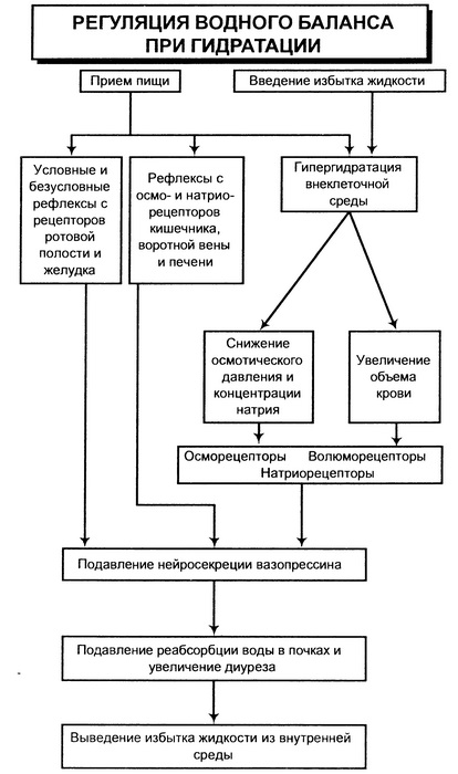 Брин в б физиология человека в схемах и таблицах