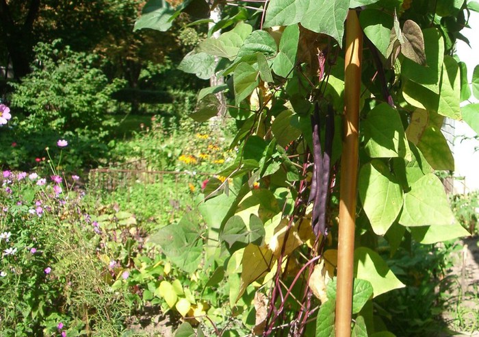 IMGP5628 (700x492, 134Kb)