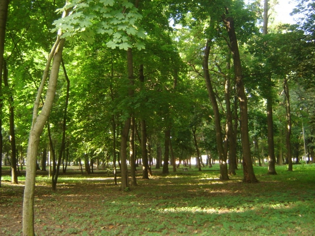 DSC06676 (640x480, 298Kb)