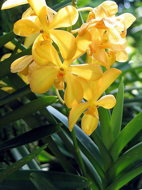 Орхидеи для начинающих : простые и действенные советы по уходу | Дачный клуб | Дзен