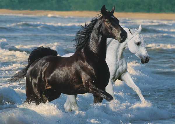 horses-and-sea-3 (600x425, 238Kb)