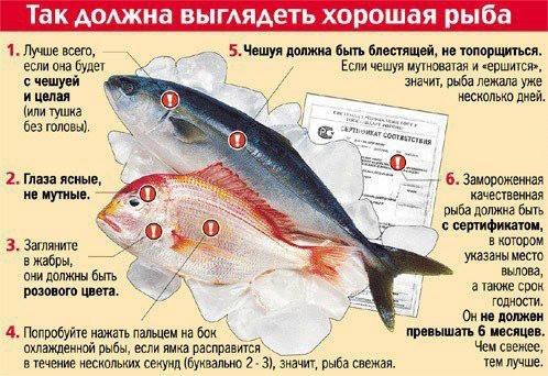 3891189_riba (498x342, 47Kb)