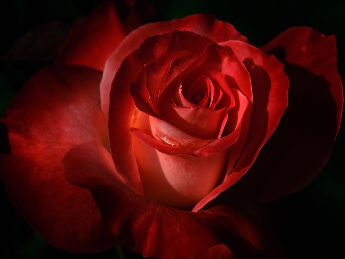 rosa-roja-wallpapers_32493_1600x1200 (700x525, 69Kb)