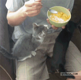 1307620135_kitten_wants_cereal (260x257, 3832Kb)