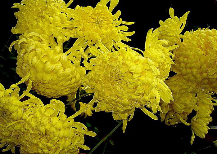800px-Chrysanthemum (700x497, 184Kb)