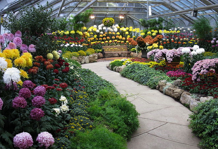 800px-The_fall_mum_show_at_Centennial_Park_Conservatory (700x479, 205Kb)