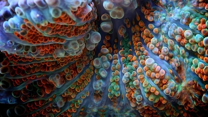 1 (700x393, 240Kb)