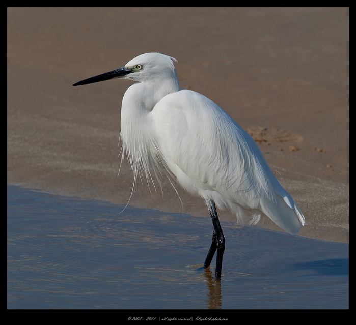 21Little Egret (700x639, 206Kb)