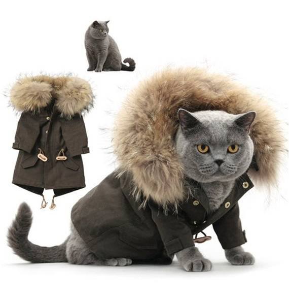 кот в пальто