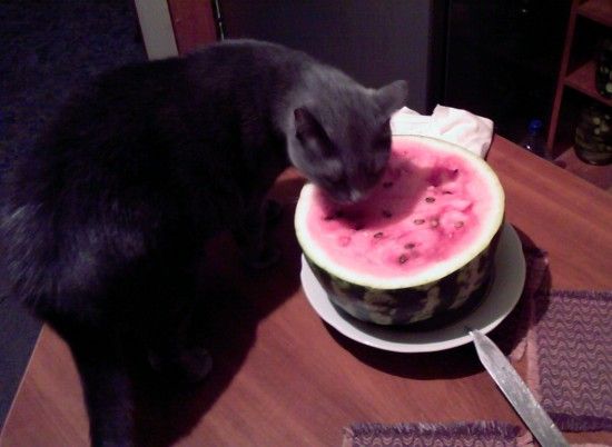 cats_pics_collection_02 (550x402, 29Kb)