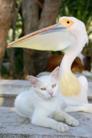 cats_pics_collection_33 (300x451, 20Kb)