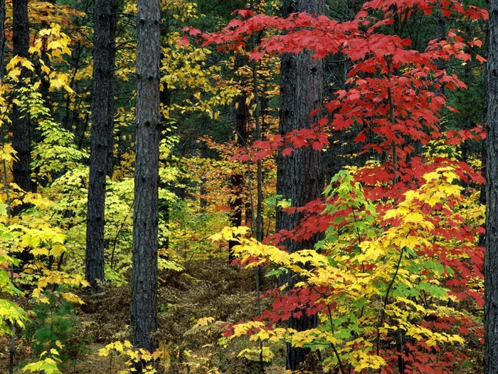 Michigan Colors (700x525, 424Kb)