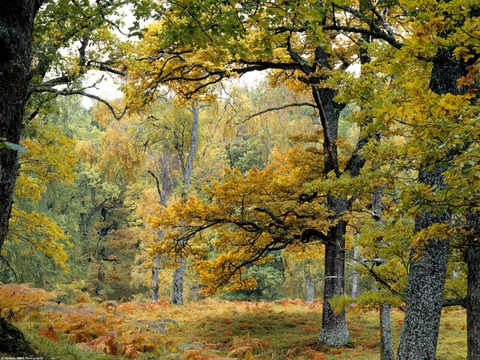 Old Growth Forest, Scottish Highlands (700x525, 411Kb)