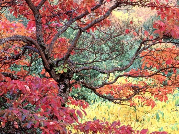 Sassafras in Autumn, Hoyt Arboretum, Portland, Oregon (700x525, 422Kb)