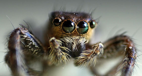 spider2 (562x300, 95Kb)